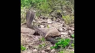 कोबरा के साथ छिपकली का युद्ध |VIRAL| BLACK COBRA FIGHT WITH LIZARD