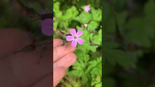 Herb Robert