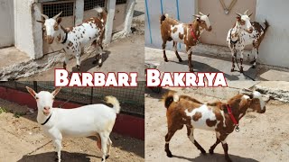 Barbari Saste Bakriya| Agra Breed Bakriya Saste Daam Mai | Ghouse Nagar Bandlaguda | Hyderabad