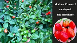 Akabare khursani 🌶 🥵😲👍🏻 |  #hottestchilli | #akabare | #shorts