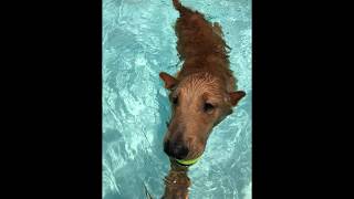 Baxter's first time in a real pool!!!!