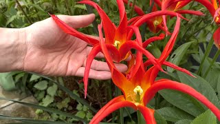 Tulip 'Go Go Red' - FarmerGracy.co.uk