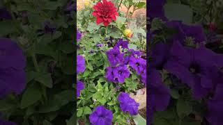 my petunia plant | petunia plant | petunia