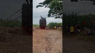 Sugar cane boys #motorbike #motorcycle #lorry