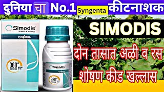 simodis syngenta ब्लॅक thrips अळी जालीम उपाय फक्त सिमोडीस मिरची thrips पांढरी माशी #agriculture