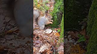 Бусинка немного перекусила в перерыве между прятаньем орешков🤗❤😋🌰🐿#белка #белочка #squirrel #дружба