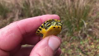 Baby slider turtle in a dip net