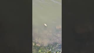 Little green sunfish release video.