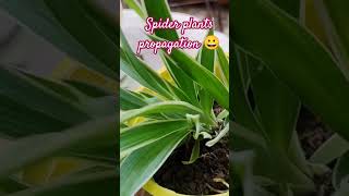 Spider plants propagation#thegrounddiaries #spiderplant #shortsvideo