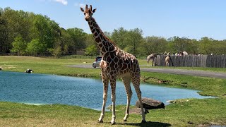 Six Flags Wild Safari Drive-Thru Adventure (Jackson, NJ) @jesseyuan