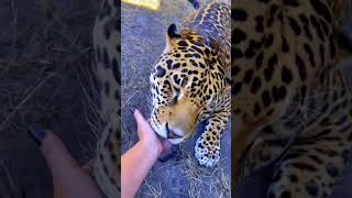 Jaguar Love! ADORABLE