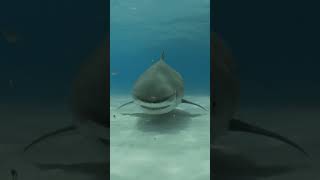 Raja Hiu di kedalaman 1000 Meter 😱😱😱😱 #shortvideo #animals #hiu #shark #ytshorts