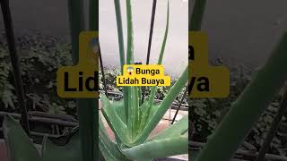 BUNGA LIDAH BUAYA #resepherbal #shorts