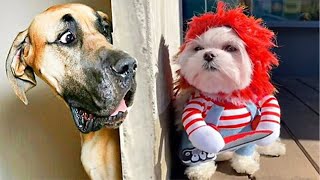 So Funny! Funniest Cats and Dogs 2024🤔New Funny Animals 2024😹🐕