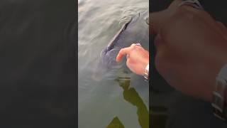 Pet A Fish! 🐟Carp in the moat of Rosenborg Castle, Copenhagen, Denmark@oceancityunicorn