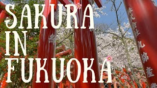 Sakura in Fukuoka Japan - Cherry Blossom Season