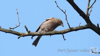 Fringuelli in primavera, canto - Chaffinch in the spring, singing (Fringilla coelebs)