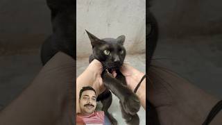 😺😃🥳@Manishwakode15 #viral#shortsfeed #comedy #funny #trending#familyfun #cat #catlover #short