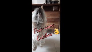 Dog catching treats. Funny dog video 😃 #Shorts