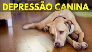 Seu CACHORRO está com DEPRESSÃO? Sintomas e Como Resolver