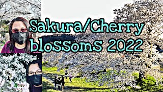 Cherry blossoms in different places