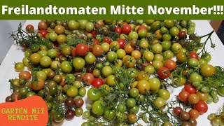 Freilandtomaten Ernte Mitte November, Meine härtesten Freilandtomaten, robuste Sorten