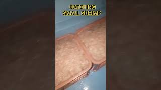 CATCHING SMALL SHRIMP#shorts