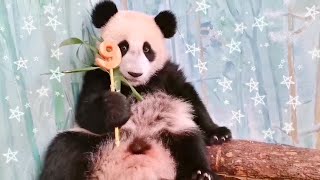 🐼🎉 Маленькой Катюше 9 месяцев сегодня panda Катюша 24 мая