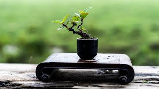 Sử dụng chất trồng Toàn làm vườn để trồng cây ven đường làm bonsai