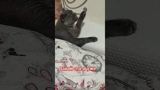 Ко сну готов #марсик #кот #тнт #cat #comedyclub #смешныекоты #юмор #cats