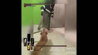 Dog souls memes