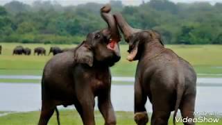 Welcome to Sri Lanka | Experience the Beauty and Magic Of Paradise