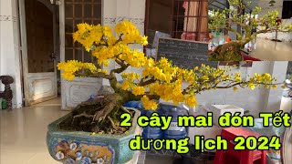 Xử lý 2 cây mai ,đón Tết dương lịch 2024