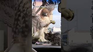 Hawk stalking small kitten 🤯