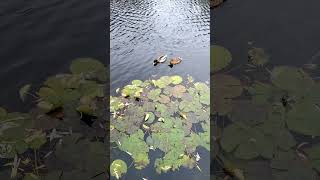 #shorts Satisfying nature II oddly satisfaction view #ducks #ytshorts #satisfying #ducksinwater