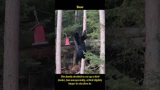 Surprise Visitor at our Bird Feeder! Unexpected Feathered Friend Delights the Family