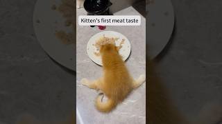 Hungry kitties #funnyvideo #usacats #catfunny #funny #catsusa #pets #catvideos #cute #foryou