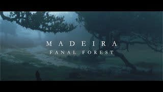 MADEIRA - Fanal Forest | Cinematic Film