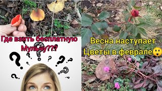 Цветëм в феврале🤷‍♀️...Весна наступает на пятки😲🌷🌷 Запасам мульчу для роз🌹😉👍