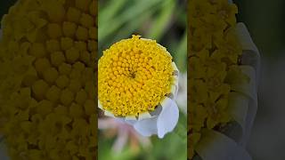 Roman chamomile, a species of Chamomiles #photography #shorts #macro #viral #nature #flowers #beauty