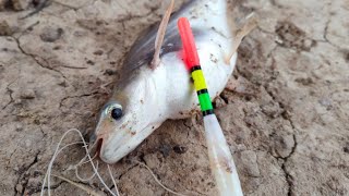 Hook Fishing | Must watch new hook fishing video | Catching catfish by Hook Traditional hook fishing