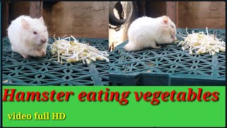 Hamster eating vegetables.  lovely hamster. pets and animals