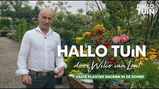 Zomersnoei vaste planten voor een tweede bloei