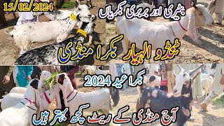 Tando Allahyar Bakra mandi | Latest update today | mix Goat breed | munasib Reat | 15/02/2024