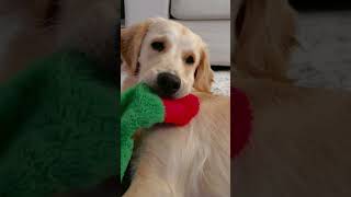 "This Golden Retriever is Too Cute When He Snoozes With His Toy!"