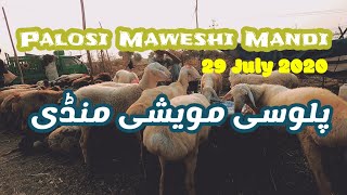 Palosi Maweshi Mandi Peshawar | Palosi Mande Updated Rates | Cow Cattle market in Pakistan