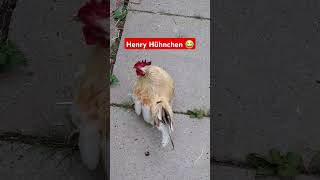 Tiny Rooster | Bantam #animals #funnyreel #reels #shortvideo #shorts #short