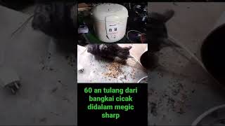 shorts video tulang cicak