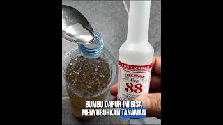 Baru tau bumbu dapur ini bisa menyuburkan tanaman