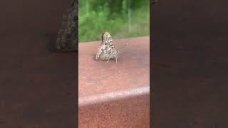 Supercool butterfly #animal #babyanimal #butterfly